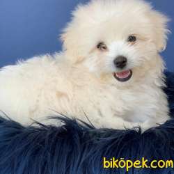 EFSANE MALTESE TERRİER 2