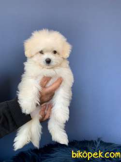 EFSANE MALTESE TERRİER 3