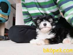 Efsane Morkie Yavrumuz 1