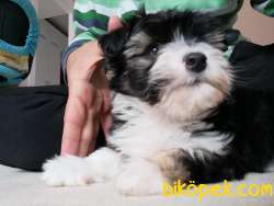 Efsane Morkie Yavrumuz 2