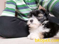 Efsane Morkie Yavrumuz 3