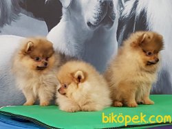 EFSANE POMERANİAN BOO YAVRULARI 5