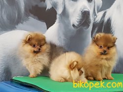 EFSANE POMERANİAN BOO YAVRULARI 4