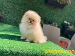Efsane Pomeranian Oğlumuz 5