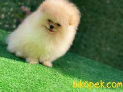 Efsane Pomeranian Oğlumuz 2