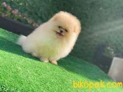 Efsane Pomeranian Oğlumuz 1