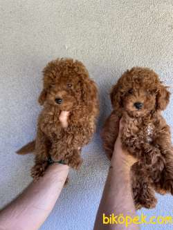 RED TOY POODLE YAVRULAR 3