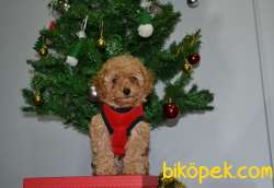 TOY POODLE YAVRULAR 2