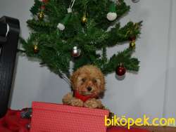 TOY POODLE YAVRULAR 3