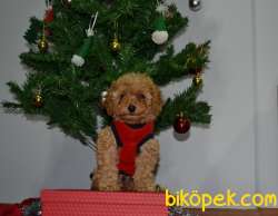 TOY POODLE YAVRULAR 1