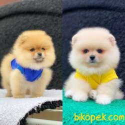 Efsane Renk Ayıcık Surat Pomeranian Boo Bebekler 1