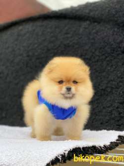 Efsane Renk Ayıcık Surat Pomeranian Boo Bebekler 5