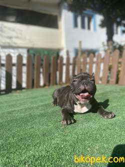 Efsane Renk Tonu Ile Erkek Yavrumuz 3