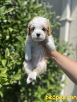 Efsane Surat Yapisi Ile Maltipoo Yavrularimiz 2