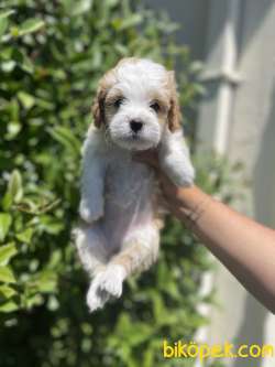 Efsane Surat Yapisi Ile Maltipoo Yavrularimiz 3