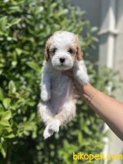 Efsane Surat Yapisi Ile Maltipoo Yavrularimiz 1