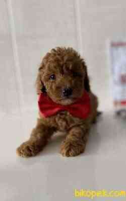 Efsane Toy Poodle Erkek 1