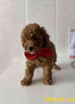 Efsane Toy Poodle Erkek 3