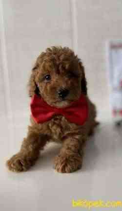 Efsane Toy Poodle Erkek 2