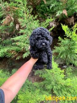 Efsane Tuy Yapisi Ile Toy Poodle Bebeklerimiz 1