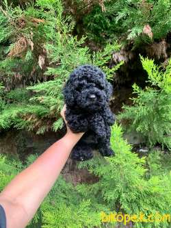 Efsane Tuy Yapisi Ile Toy Poodle Bebeklerimiz 3