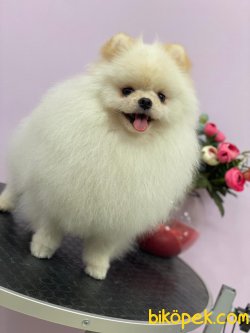 Efsane Yakışıklı Pomeranianboo 1
