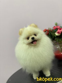 Efsane Yakışıklı Pomeranianboo 5