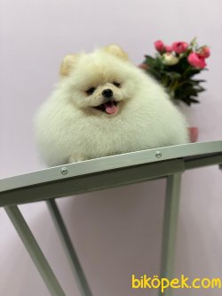 Efsane Yakışıklı Pomeranianboo 2