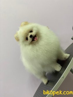 Efsane Yakışıklı Pomeranianboo 3