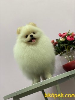 Efsane Yakışıklı Pomeranianboo 4