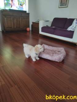 Eğitimli 4,5 Aylık Maltipoo (ALEX) 1