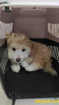 Eğitimli 4,5 Aylık Maltipoo (ALEX) 2
