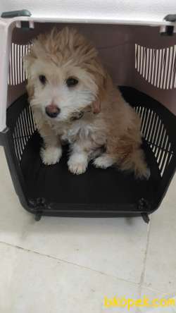 Eğitimli 4,5 Aylık Maltipoo (ALEX) 5