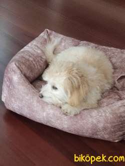 Eğitimli 4,5 Aylık Maltipoo (ALEX) 4