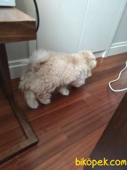 Eğitimli 4,5 Aylık Maltipoo (ALEX) 3