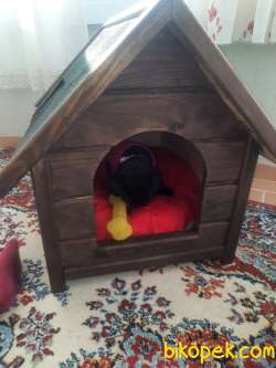 Eğitimli 5 Aylık Pug 1