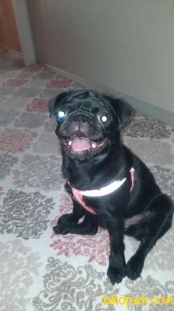 Eğitimli 5 Aylık Pug 3