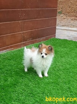 Eğitimli 6 Aylık Aşıları Tam Satilik Mini Pomeranian 2