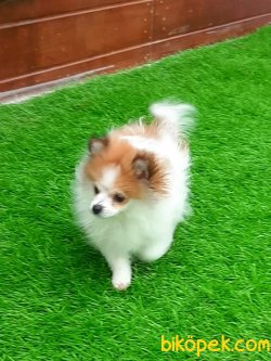 Eğitimli 6 Aylık Aşıları Tam Satilik Mini Pomeranian 3