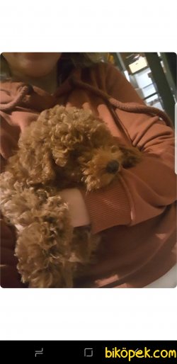 Egitimli 7aylik Red Brown Poodle 1