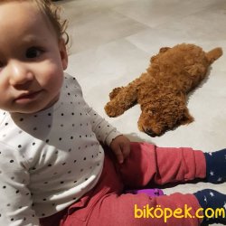 Egitimli 7aylik Red Brown Poodle 2