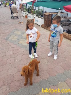 Egitimli 7aylik Red Brown Poodle 3
