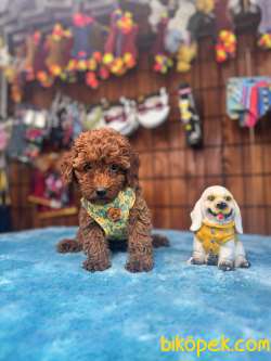 Eğitimli Anneden A Scr Toy Poodle 2