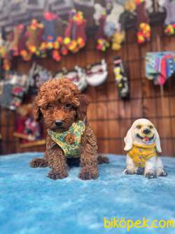Eğitimli Anneden A Scr Toy Poodle 4