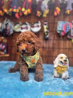 Eğitimli Anneden A Scr Toy Poodle 1