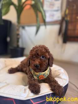 Eğitimli Anneden A Scr Toy Poodle 5