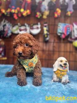 Eğitimli Anneden A Scr Toy Poodle 3