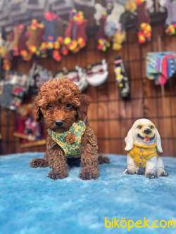 Eğitimli Anneden A Scr Toy Poodle 3