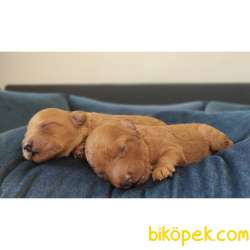 EĞİTİMLİ ANNEDEN TOY POODLE BEBEKLER 5
