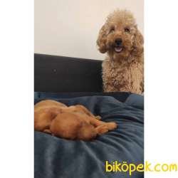 EĞİTİMLİ ANNEDEN TOY POODLE BEBEKLER 1